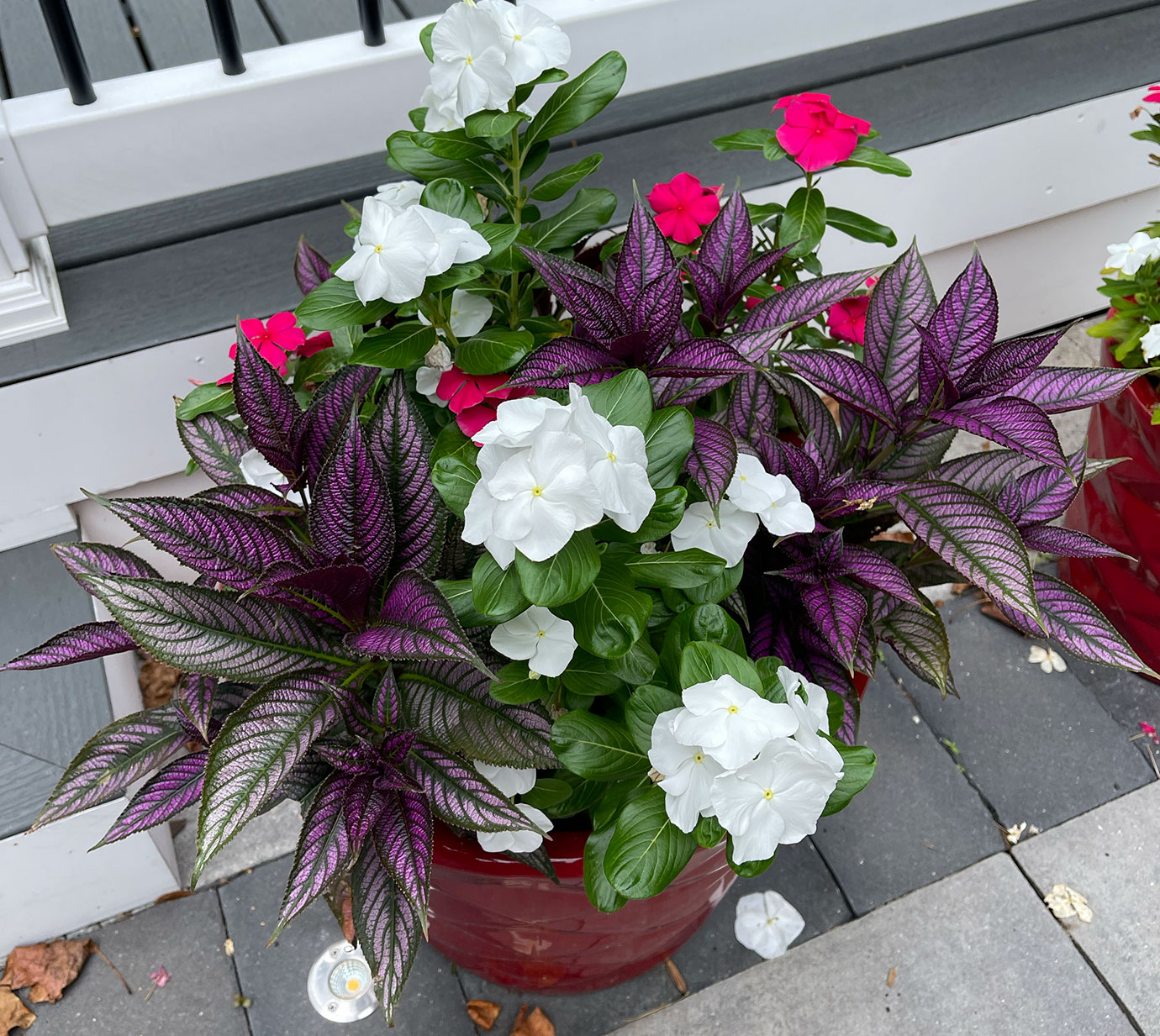 Annual Color Display
