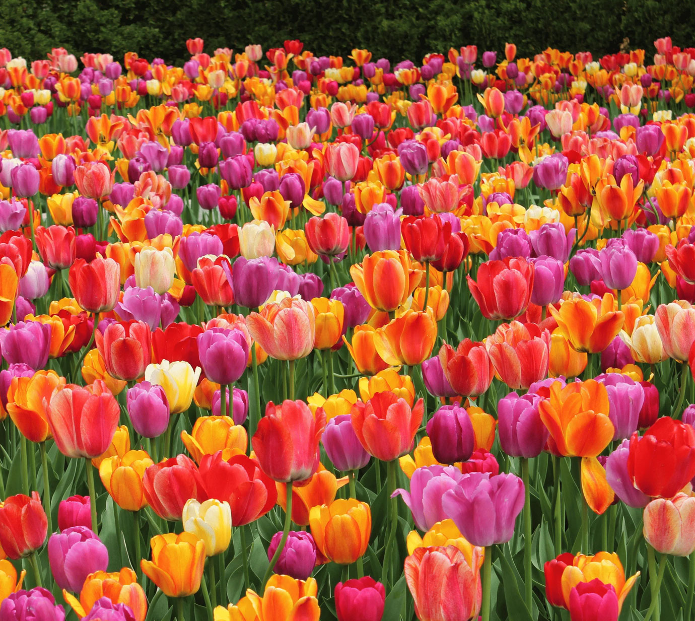 Seasonal flowers